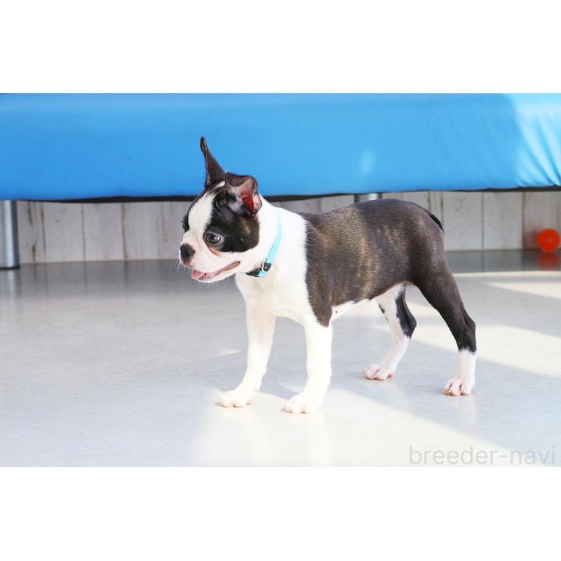 販売中の京都府のボストンテリア-402501の6枚目