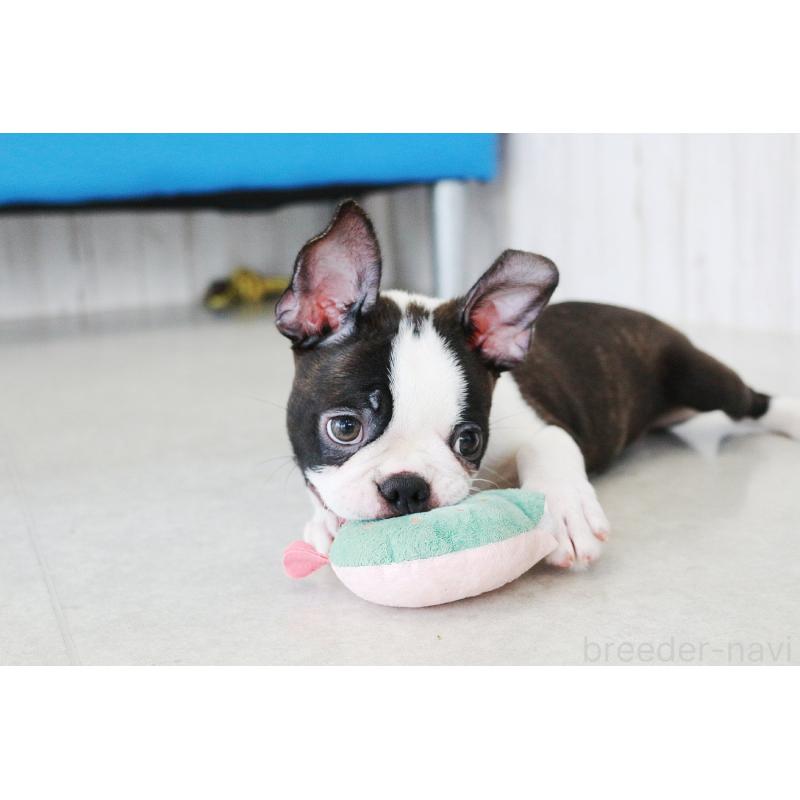 販売中の京都府のボストンテリア-402501の5枚目