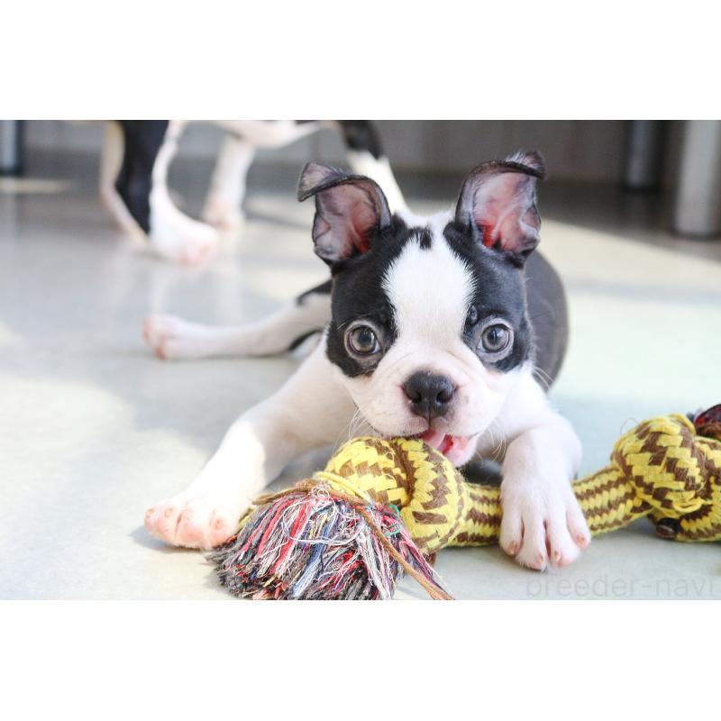 成約済の京都府のボストンテリア-402500の6枚目