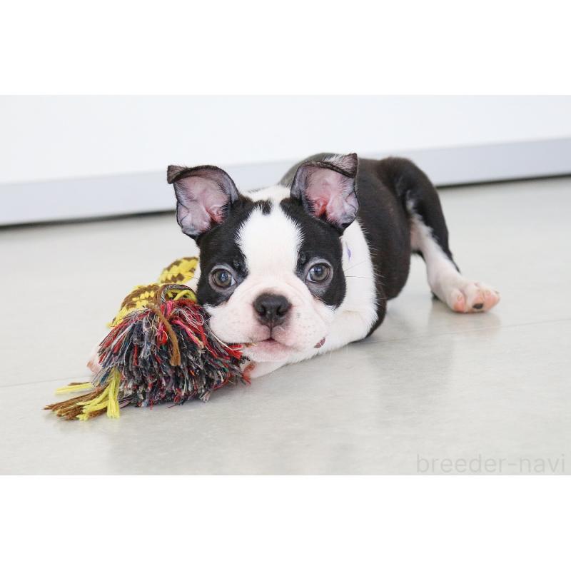 成約済の京都府のボストンテリア-402500の5枚目