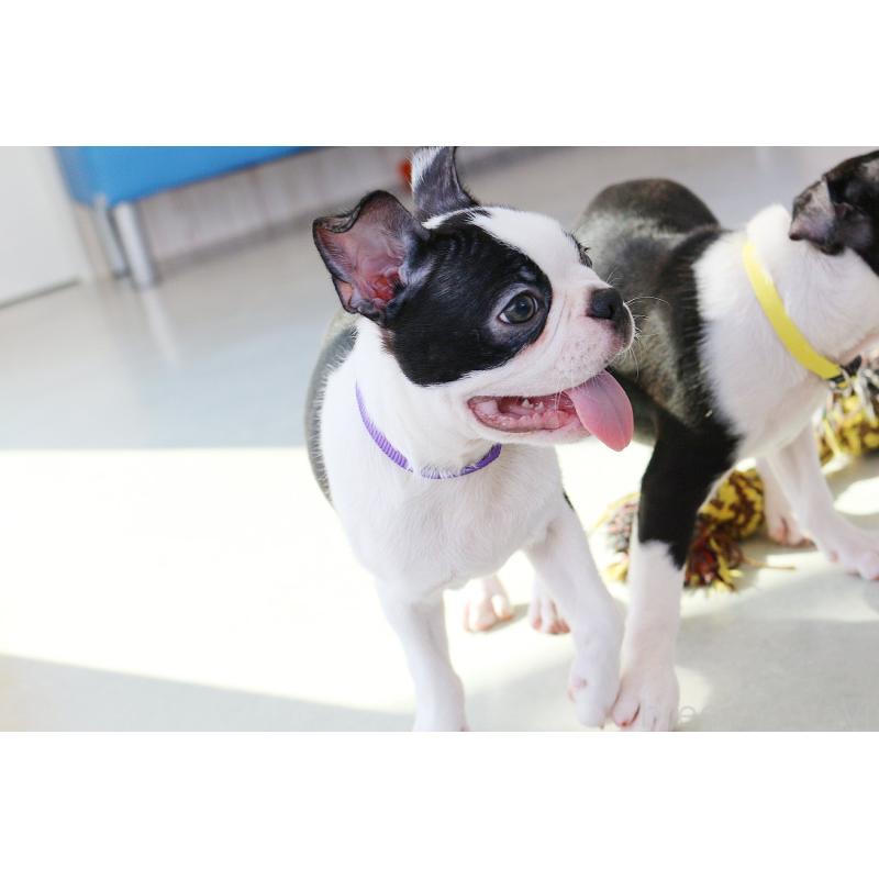 成約済の京都府のボストンテリア-402500の4枚目