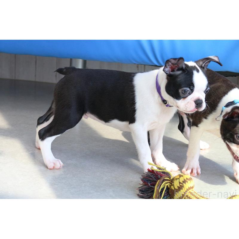 成約済の京都府のボストンテリア-402500の3枚目