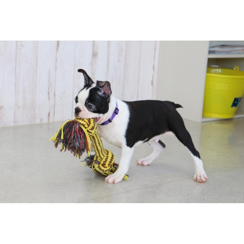 成約済の京都府のボストンテリア-402500の2枚目