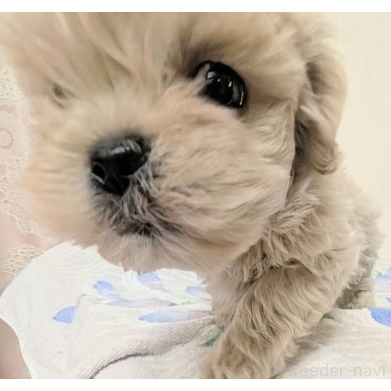 販売中の宮崎県のミックス犬-414529の6枚目