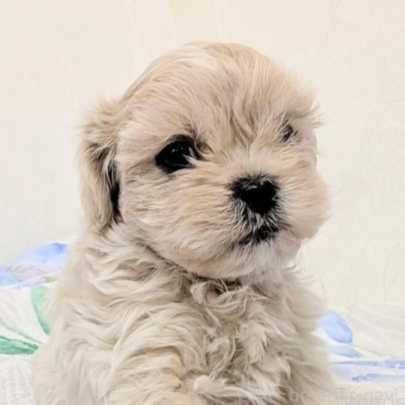 販売中の宮崎県のミックス犬-414529の1枚目