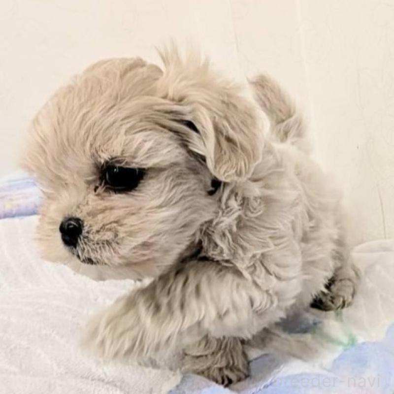 販売中の宮崎県のミックス犬-414529の2枚目