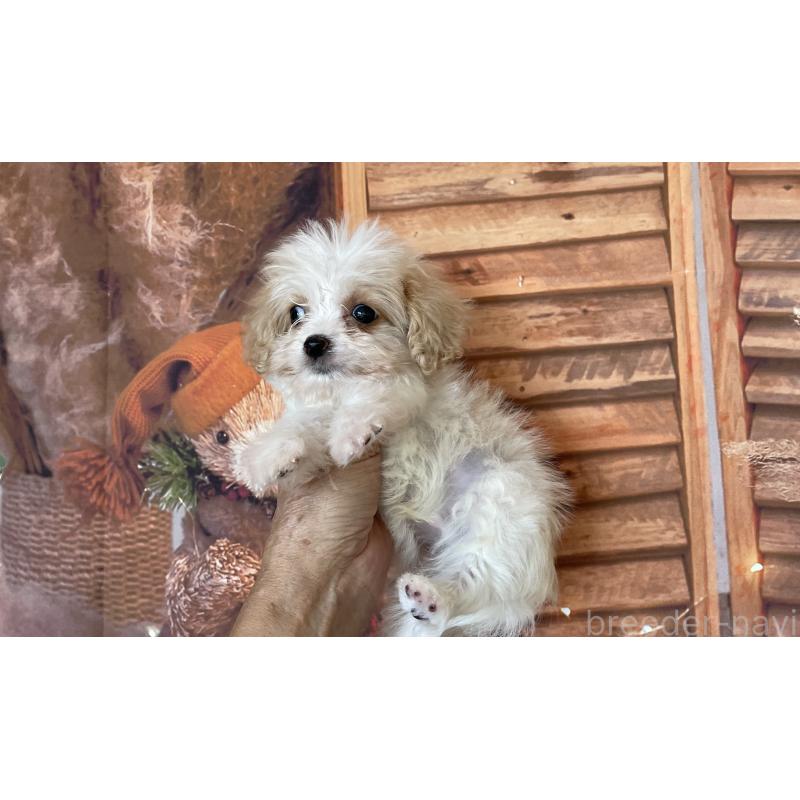 販売中の北海道のミックス犬-409970の8枚目