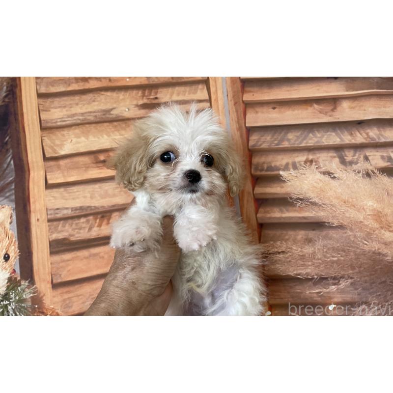 販売中の北海道のミックス犬-409970の7枚目