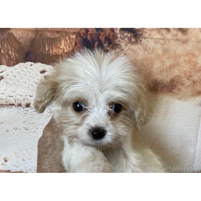 販売中の北海道のミックス犬-409970の5枚目