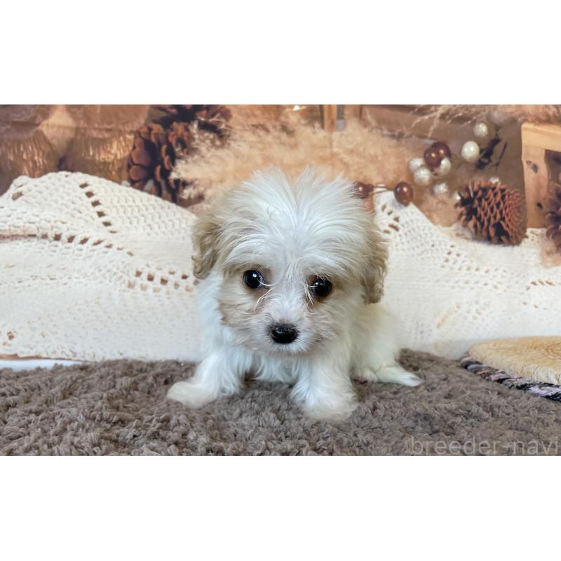 販売中の北海道のミックス犬-409970の4枚目