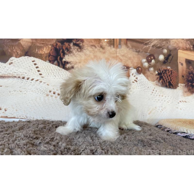販売中の北海道のミックス犬-409970の3枚目