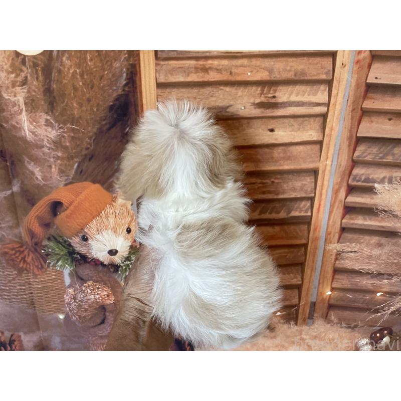 販売中の北海道のミックス犬-409970の2枚目