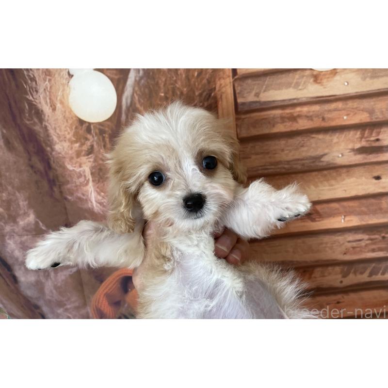 成約済の北海道のミックス犬-409974の8枚目
