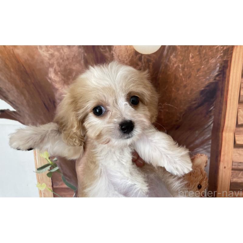 成約済の北海道のミックス犬-409974の6枚目