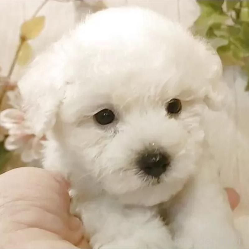 販売中の愛知県のビションフリーゼ-414535の1枚目