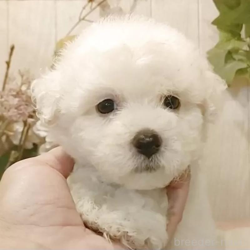 販売中の愛知県のビションフリーゼ-414546の1枚目