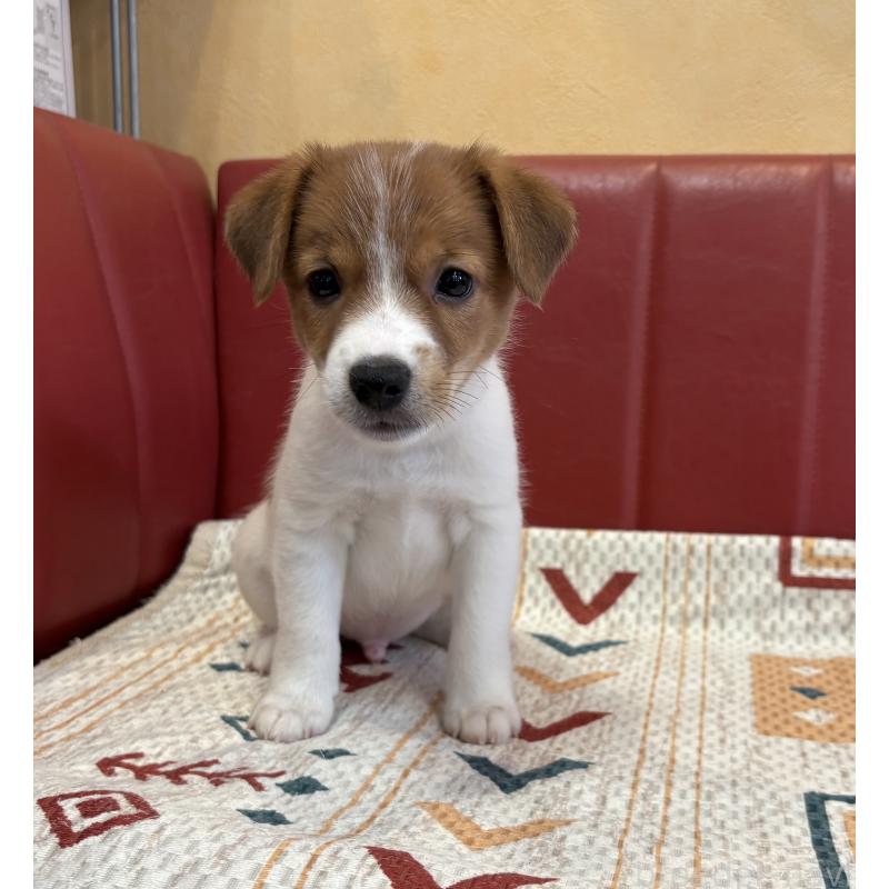 成約済の京都府のジャックラッセルテリア-411950の3枚目