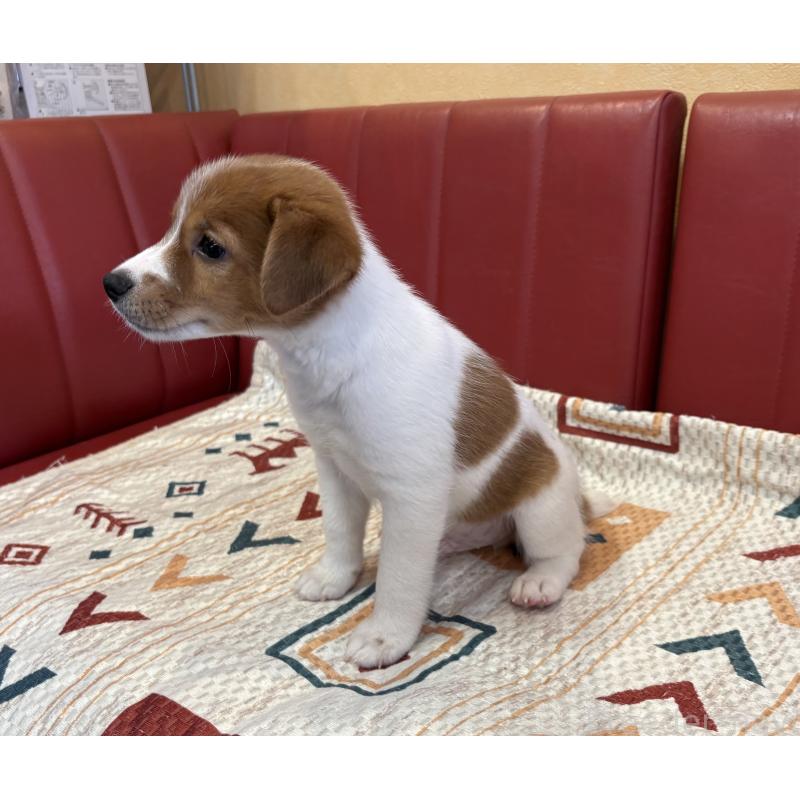 成約済の京都府のジャックラッセルテリア-411950の2枚目