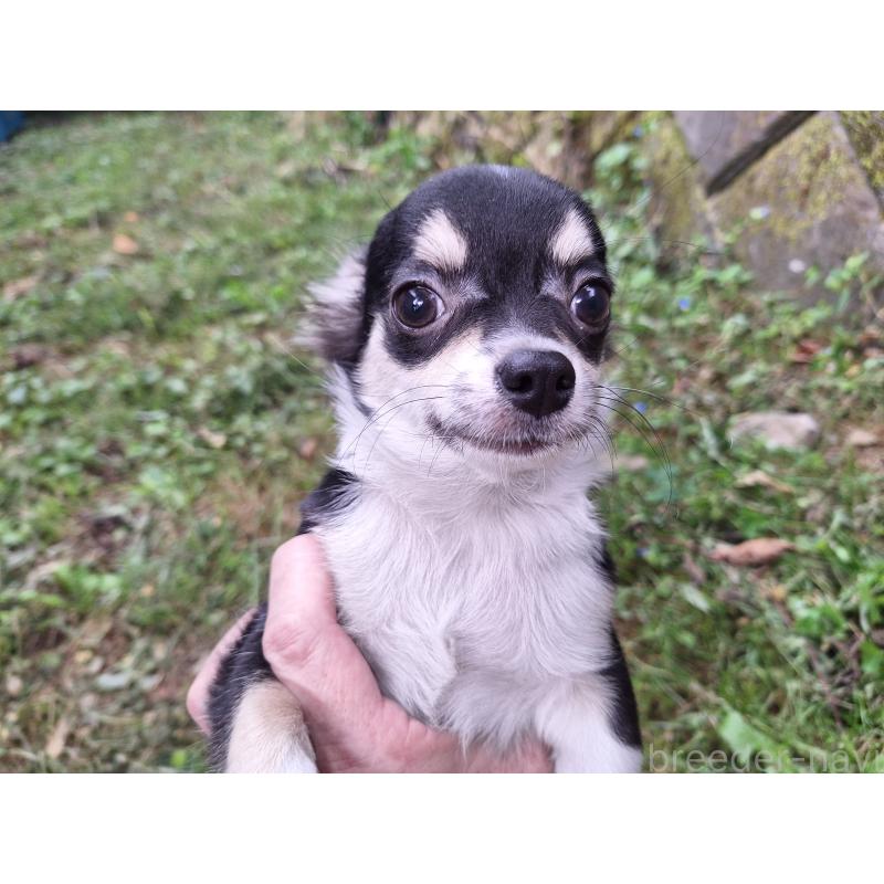 販売中の長野県のチワワ(ロングコート)-393144の2枚目