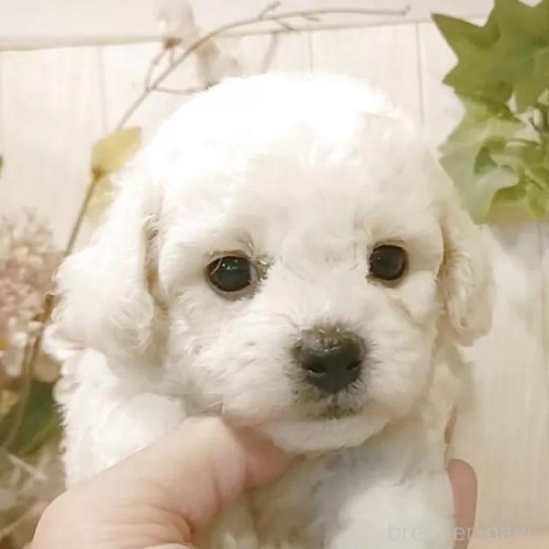 販売中の愛知県のビションフリーゼ-414555