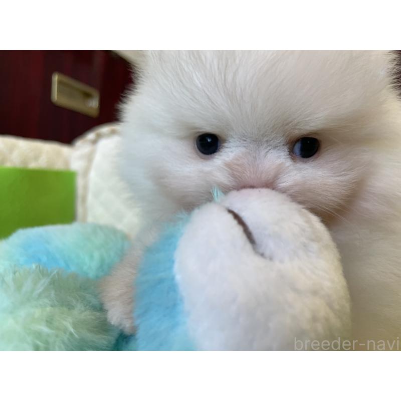成約済の岐阜県のポメラニアン-413042の14枚目
