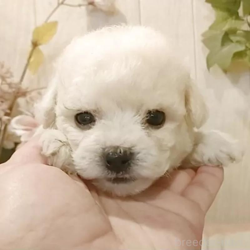 販売中の愛知県のビションフリーゼ-414557