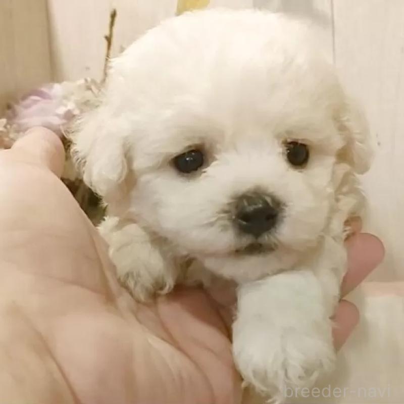 販売中の愛知県のビションフリーゼ-414565
