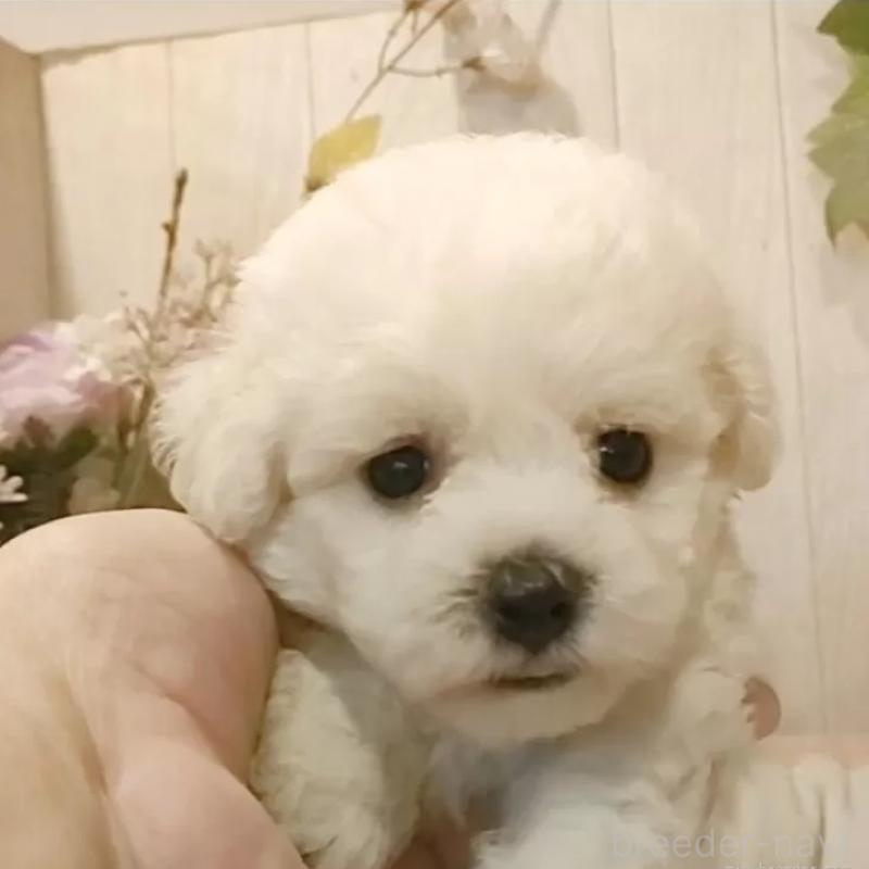 販売中の愛知県のビションフリーゼ-414565の6枚目