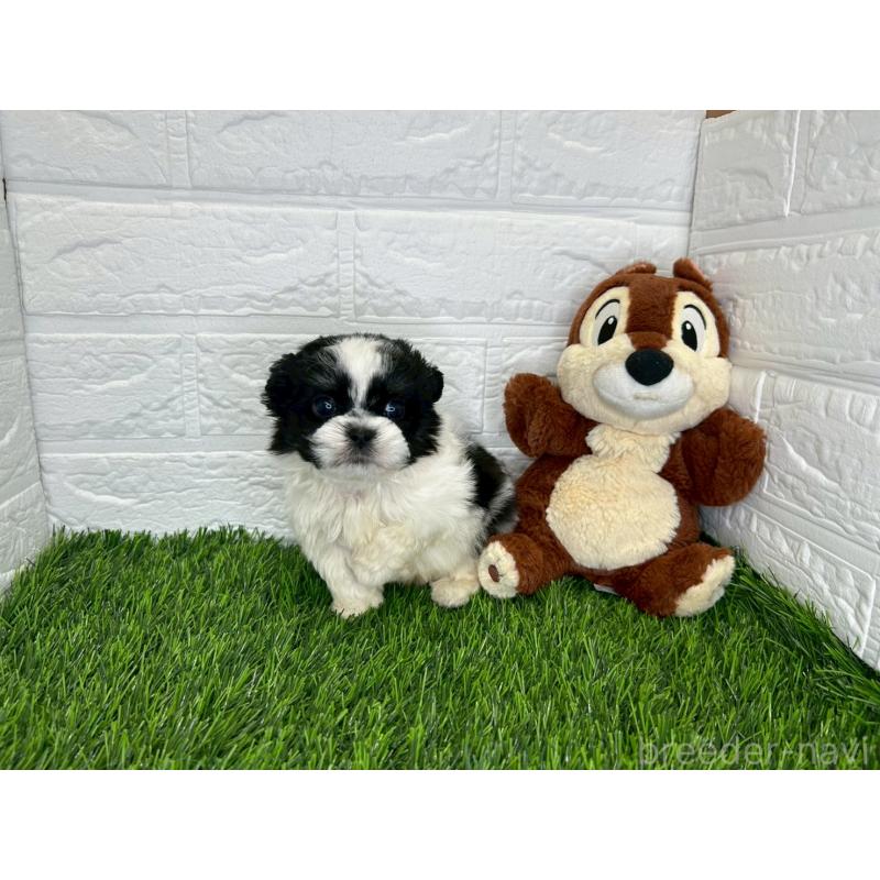 販売中の茨城県のミックス犬-414569の11枚目