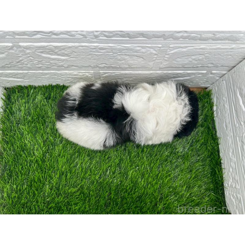 販売中の茨城県のミックス犬-414569の9枚目