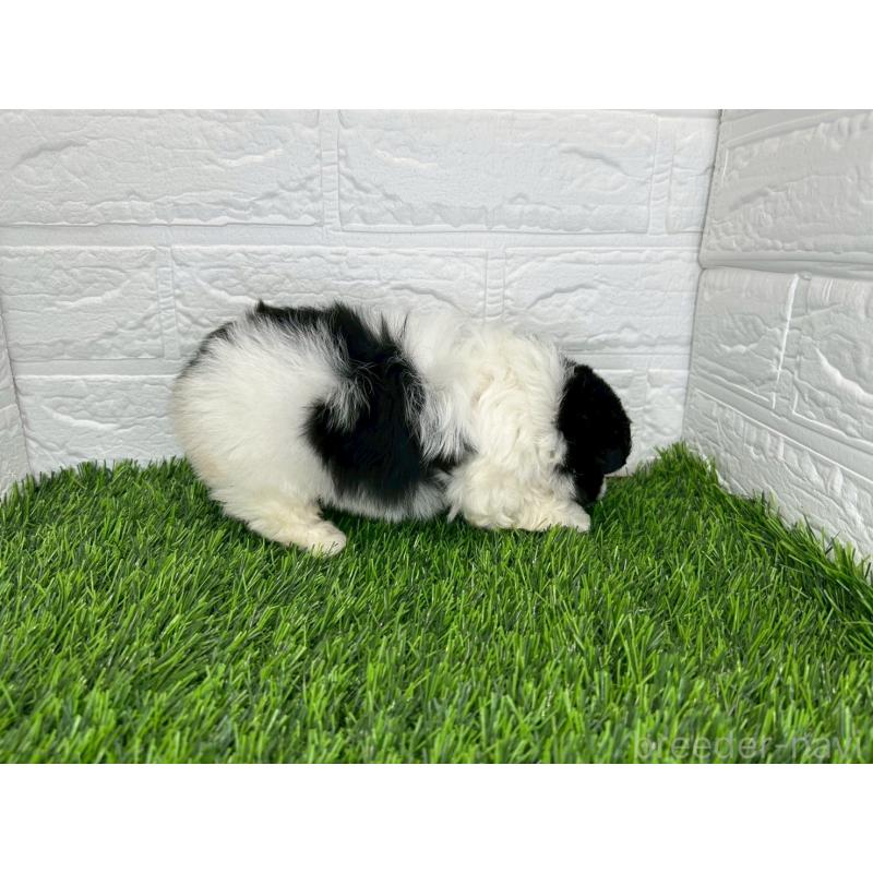 販売中の茨城県のミックス犬-414569の8枚目