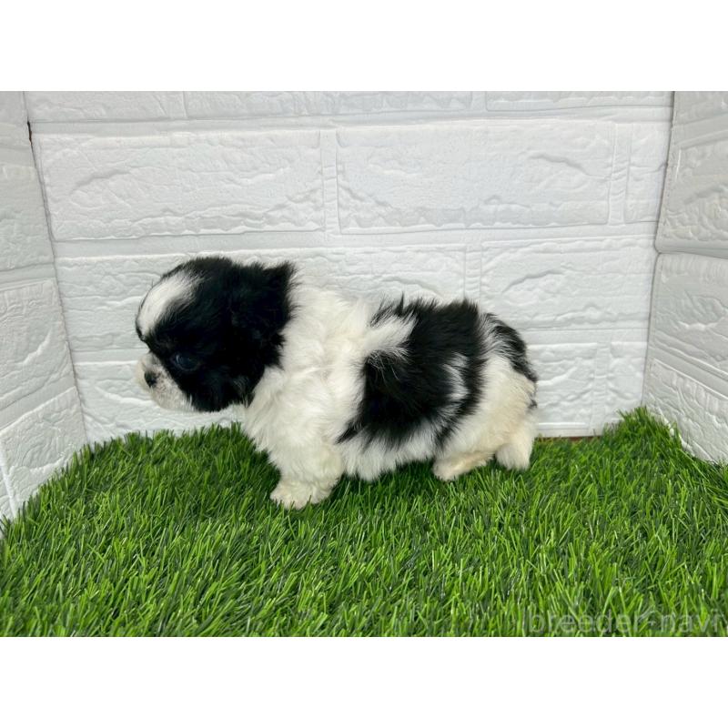 販売中の茨城県のミックス犬-414569の7枚目