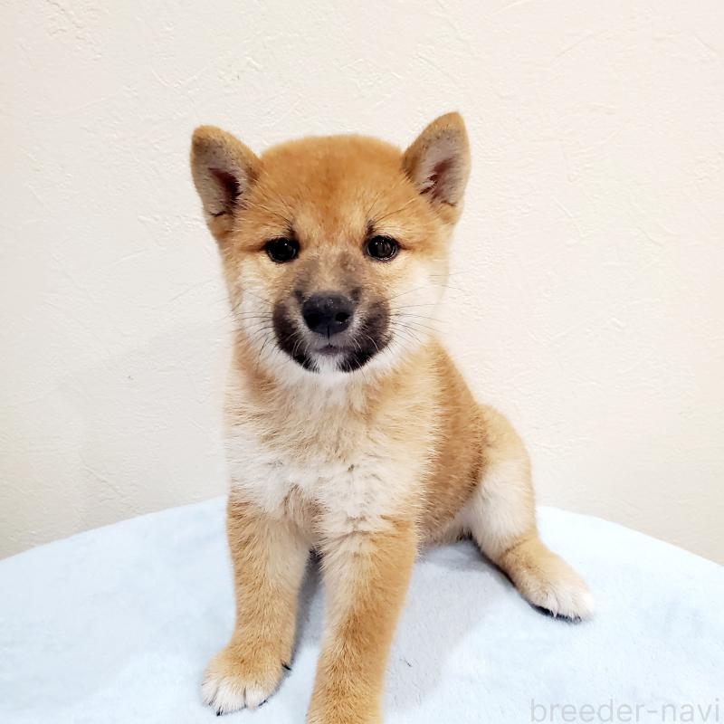 販売中の大阪府の柴犬-414570の1枚目