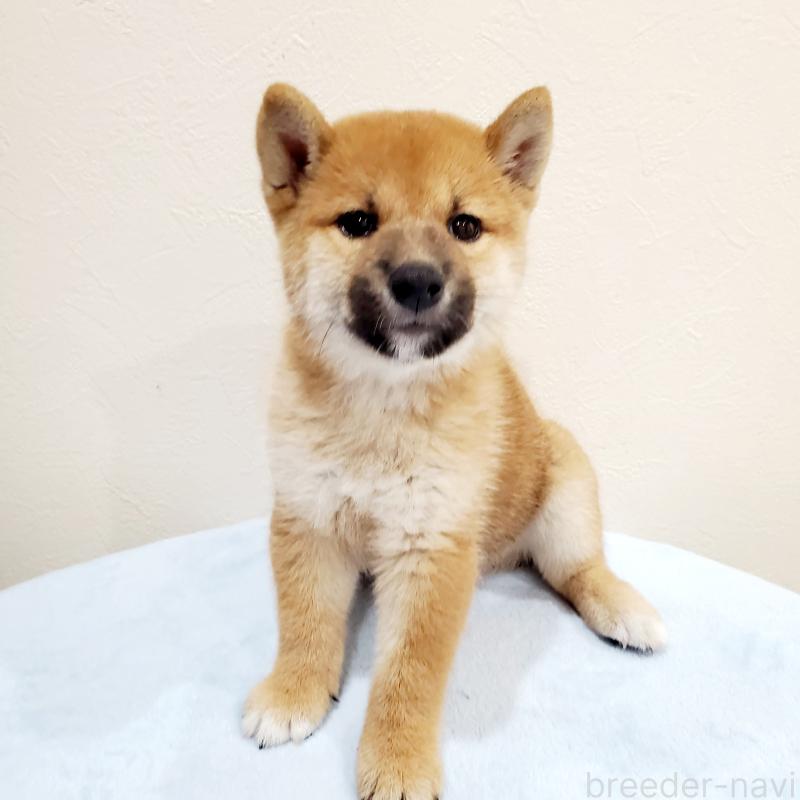 販売中の大阪府の柴犬-414570の9枚目
