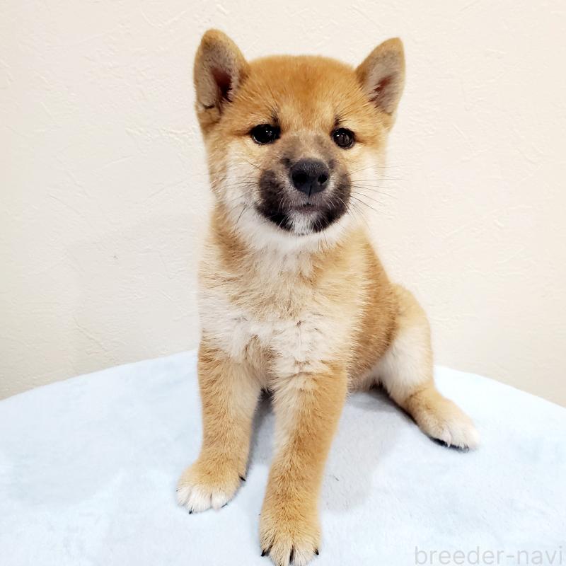 販売中の大阪府の柴犬-414570の8枚目