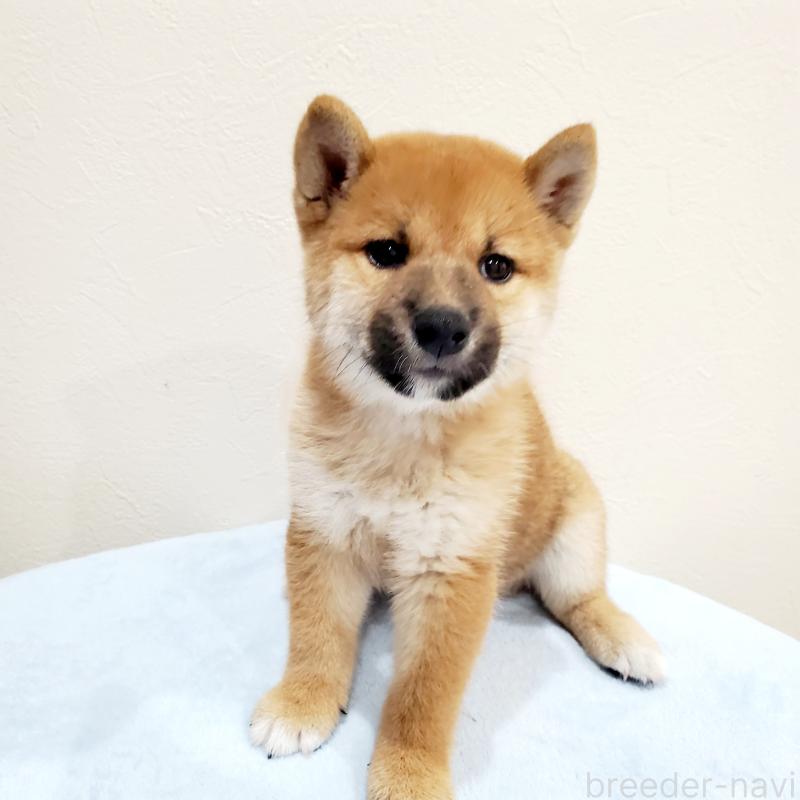 販売中の大阪府の柴犬-414570の7枚目