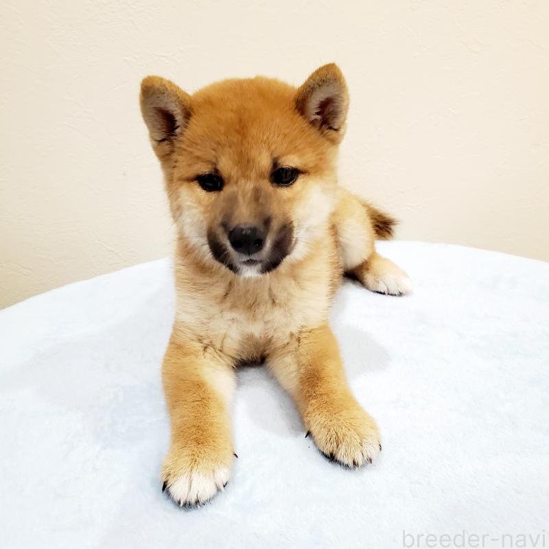 販売中の大阪府の柴犬-414570の5枚目