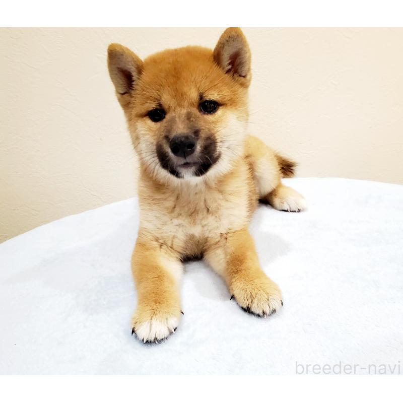 販売中の大阪府の柴犬-414570の4枚目