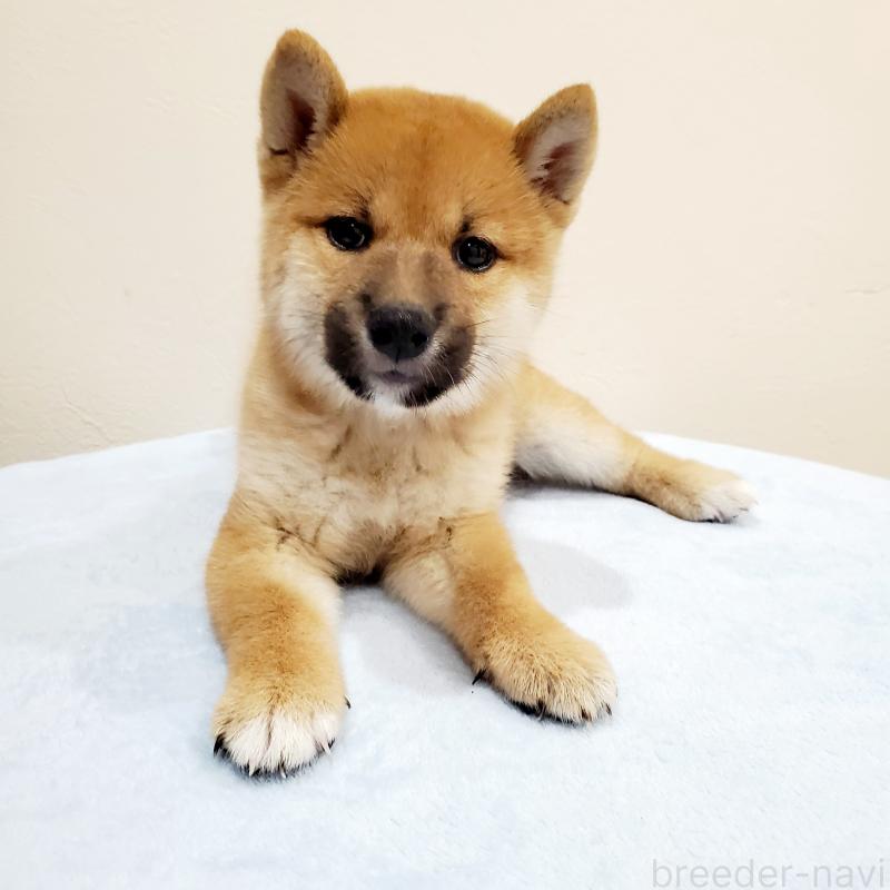 販売中の大阪府の柴犬-414570の2枚目
