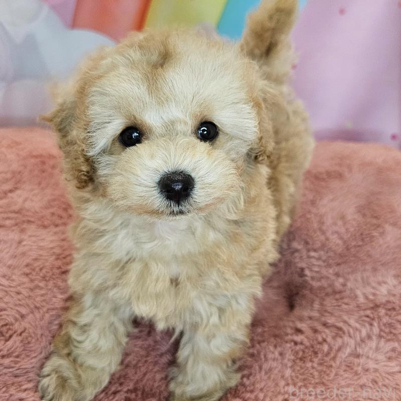 成約済の愛知県のミックス犬-403025の13枚目