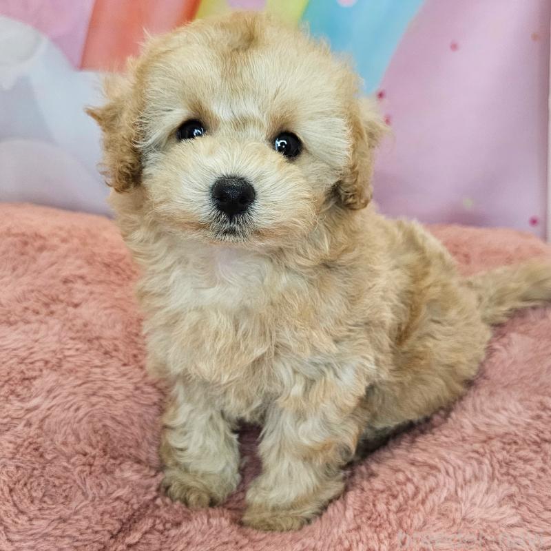 成約済の愛知県のミックス犬-403025の12枚目