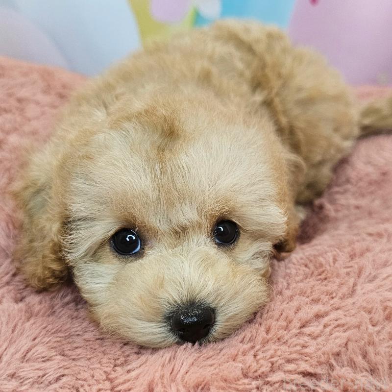 成約済の愛知県のミックス犬-403025の8枚目