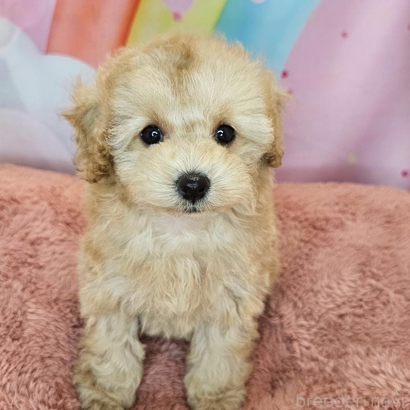 成約済の愛知県のミックス犬-403025の7枚目