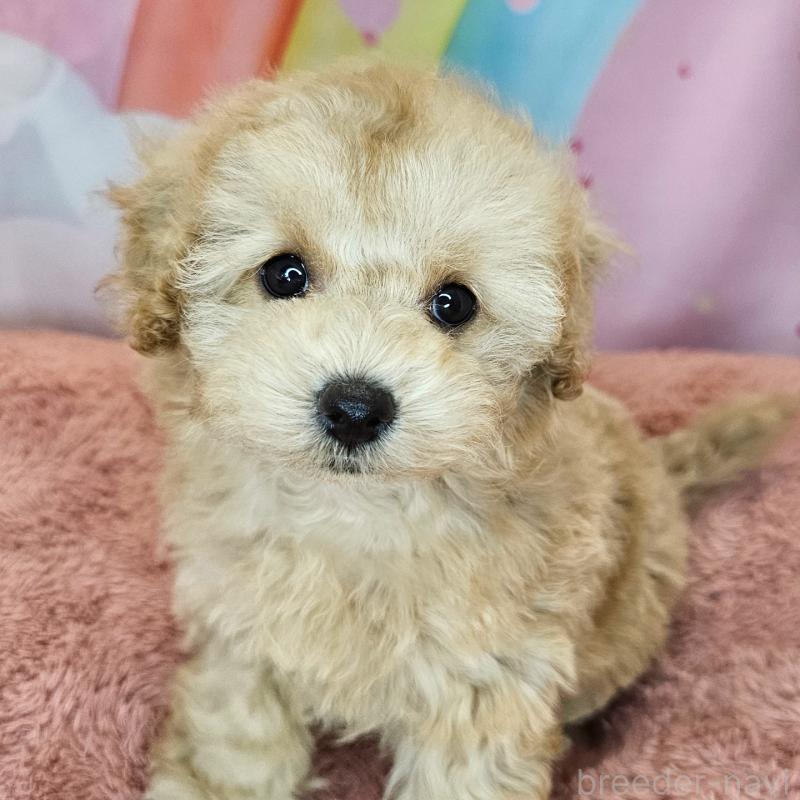 成約済の愛知県のミックス犬-403025の6枚目