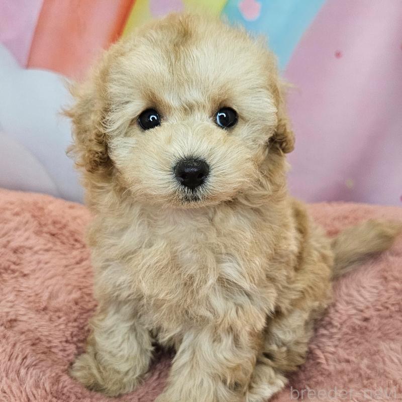 成約済の愛知県のミックス犬-403025の5枚目