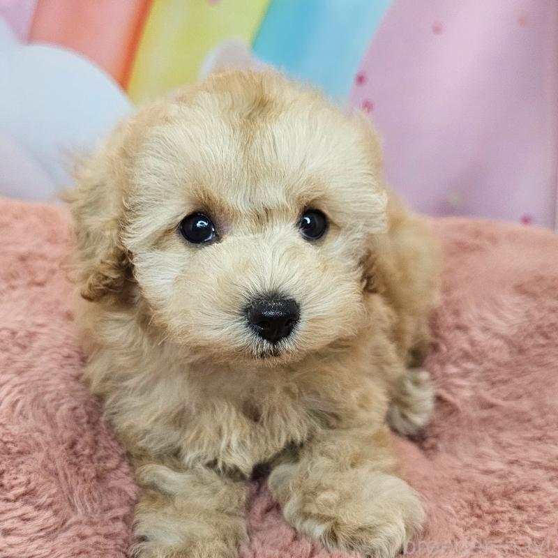 成約済の愛知県のミックス犬-403025の4枚目