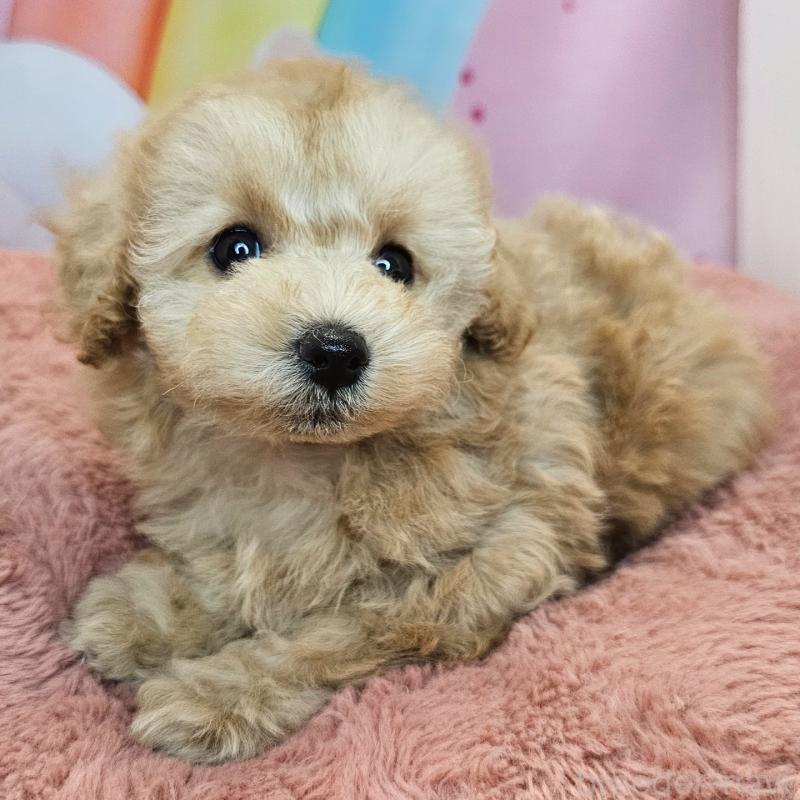 成約済の愛知県のミックス犬-403025の3枚目