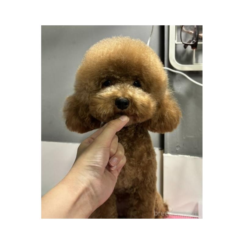 ピーちゃん1枚目