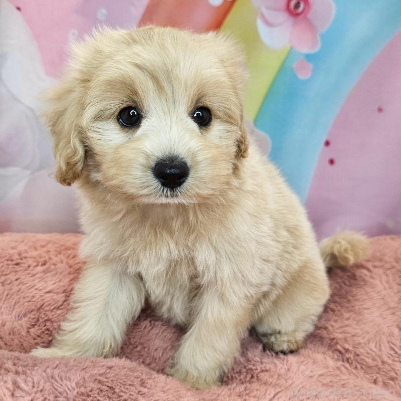 商談中の愛知県のミックス犬-403022の27枚目