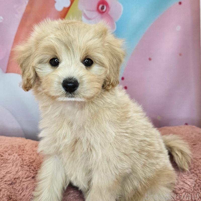 商談中の愛知県のミックス犬-403022の26枚目